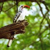 Red-billed Hornbill